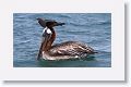 One Brown Noddy would land on the head of the Brown Pelican in hopes of a scrap of fish